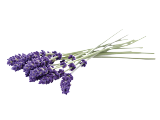 Lavendel Blueten